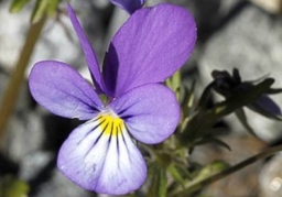 Viola dan i noc