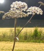 angelica
