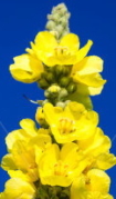 divizma tinktura