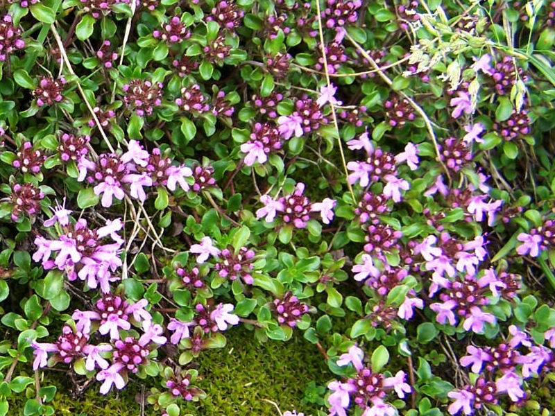 МАЈЧИНА ДУШИЦА (Thymus serpyllum) – Moj став