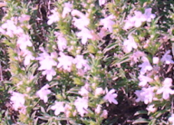 satureja montana