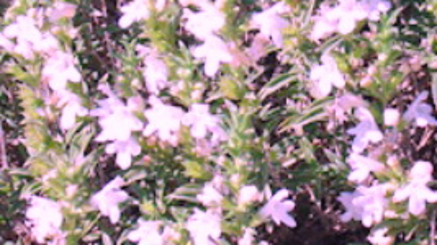 satureja montana