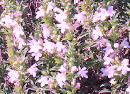 satureja montana